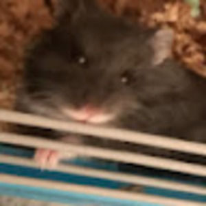 Meet your Posher, Addy